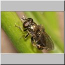 Eumerus sp - Schwebfliege 02 6mm.jpg